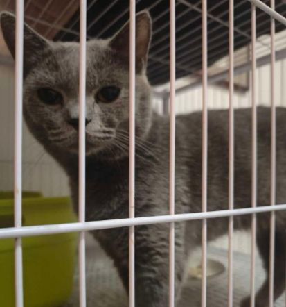 泗洪布偶猫、蓝白猫等宠物转让信息→(图5)
