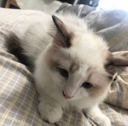 泗洪布偶猫、蓝白猫等宠物转让信息→(图4)