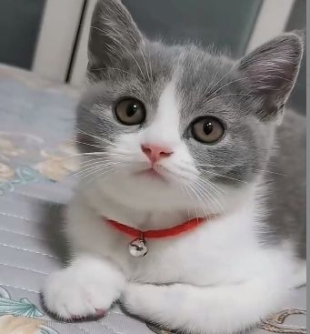 泗洪布偶猫、蓝白猫等宠物转让信息→(图3)