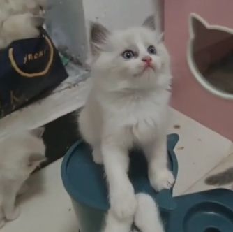 泗洪布偶猫、蓝白猫等宠物转让信息→