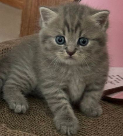 泗洪布偶猫、蓝白猫等宠物转让信息→(图2)