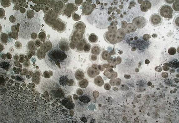 汽车空调蒸发箱一年不洗脏过马桶(图6)