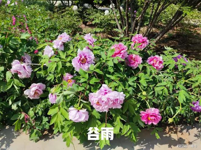 不是迷信！明日谷雨老传统讲究：1要踩、2不留、3要吃、4不洗