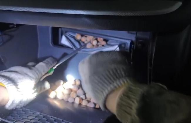 汽车引擎盖下被老鼠偷藏20斤榛子车主惊呆发现真相(图3)