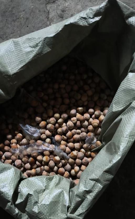 车辆频发异响打开引擎盖发现20多斤榛子车主：家里老鼠成精了